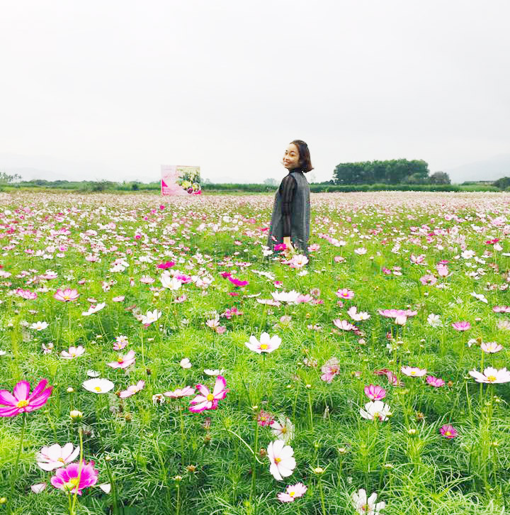 Đông Triều: Giải bài toán quy hoạch vùng trồng hoa với phát triển du lịch