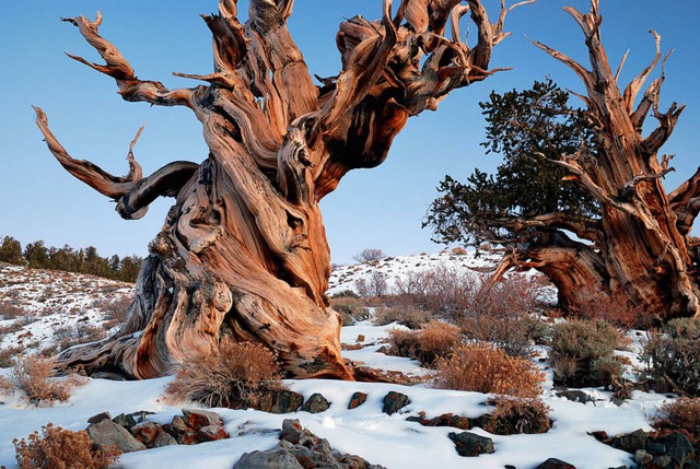 Cây tùng cổ thụ 1.900 năm tuổi với thân cây rỗng hoàn toàn